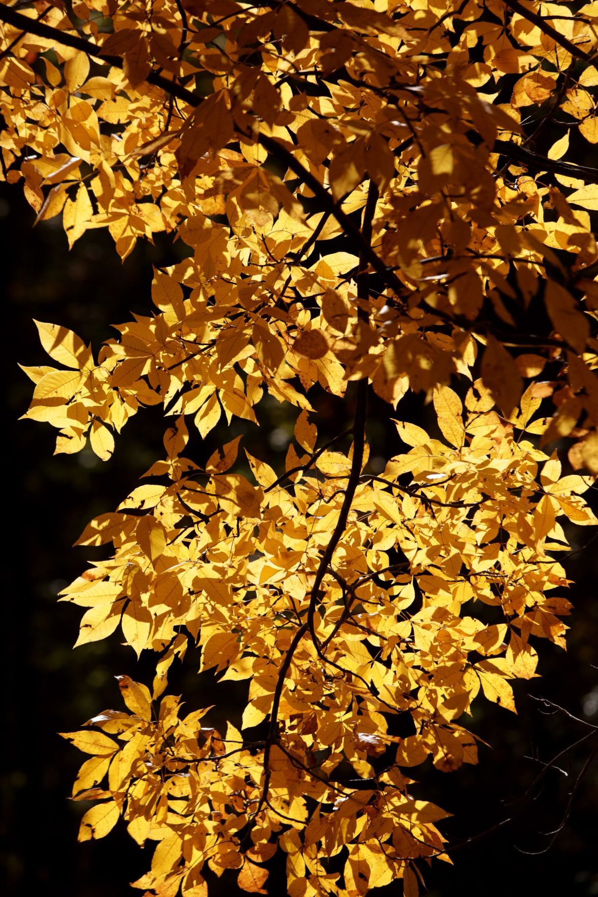 Fall color in Powder Valley Conservation Nature Center